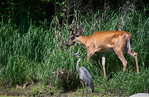 Diverse Wildlife
